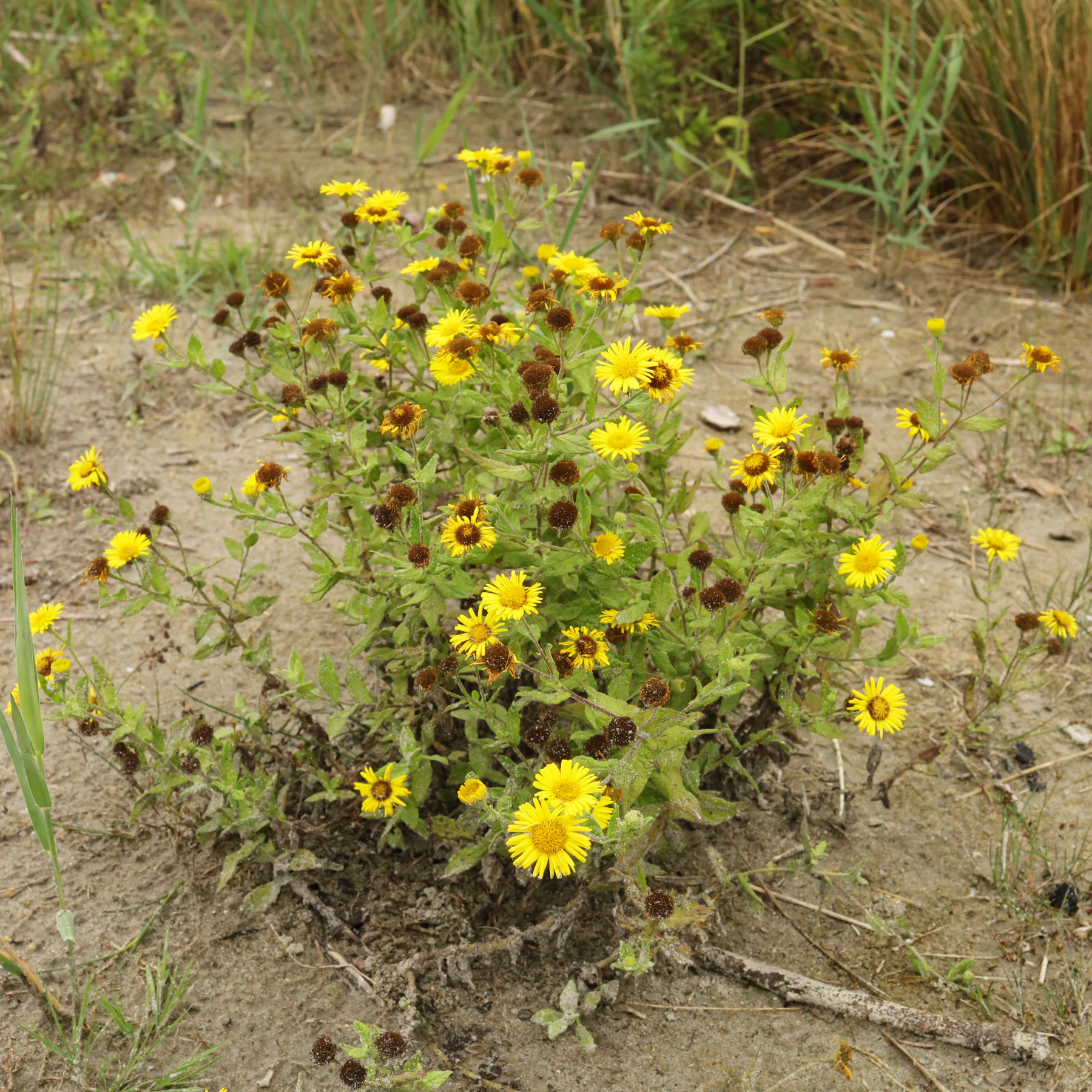 Pulicaria dysenterica