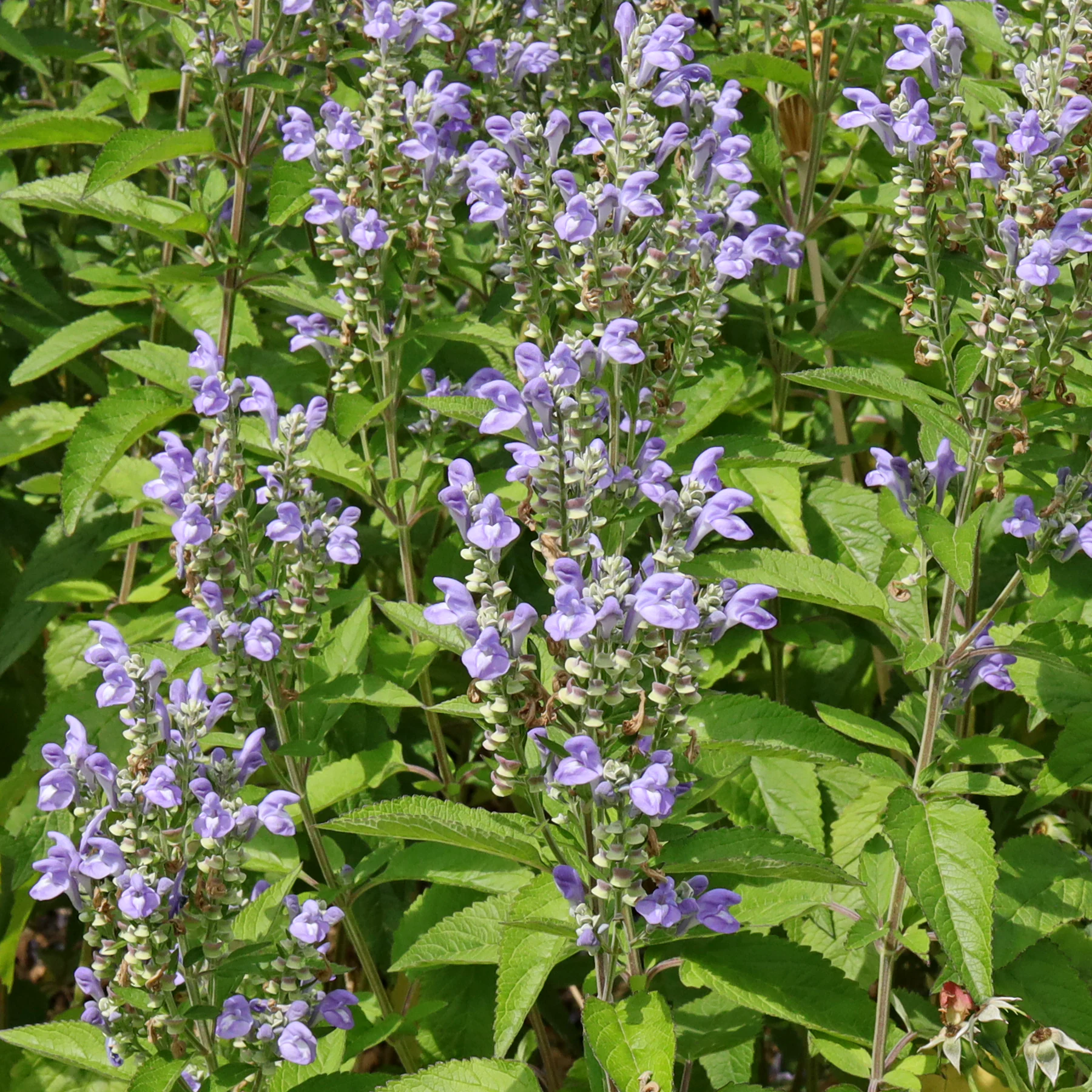 Scutellaria incana