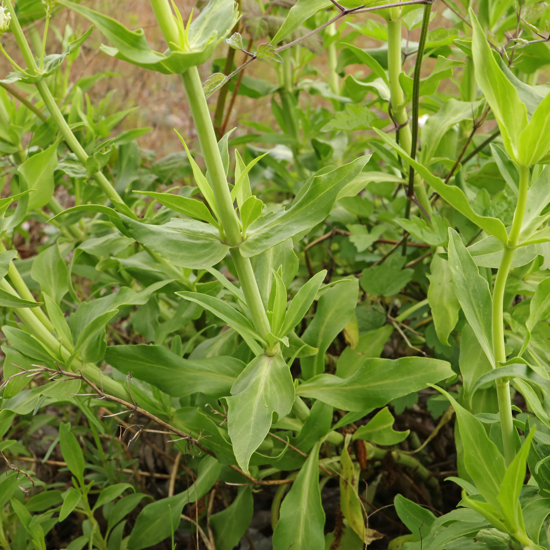 Centranthus ruber Albus