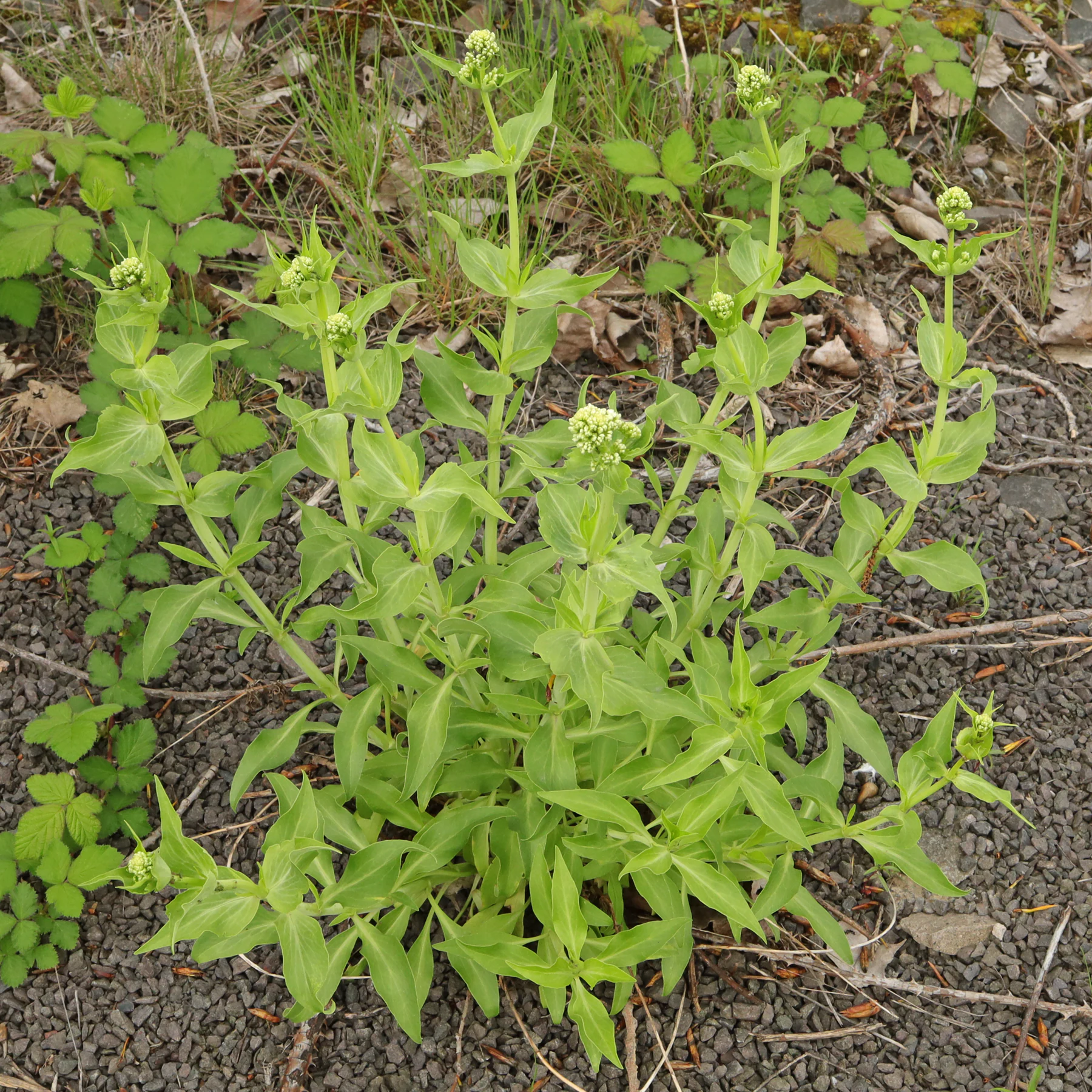 Centranthus ruber Albus