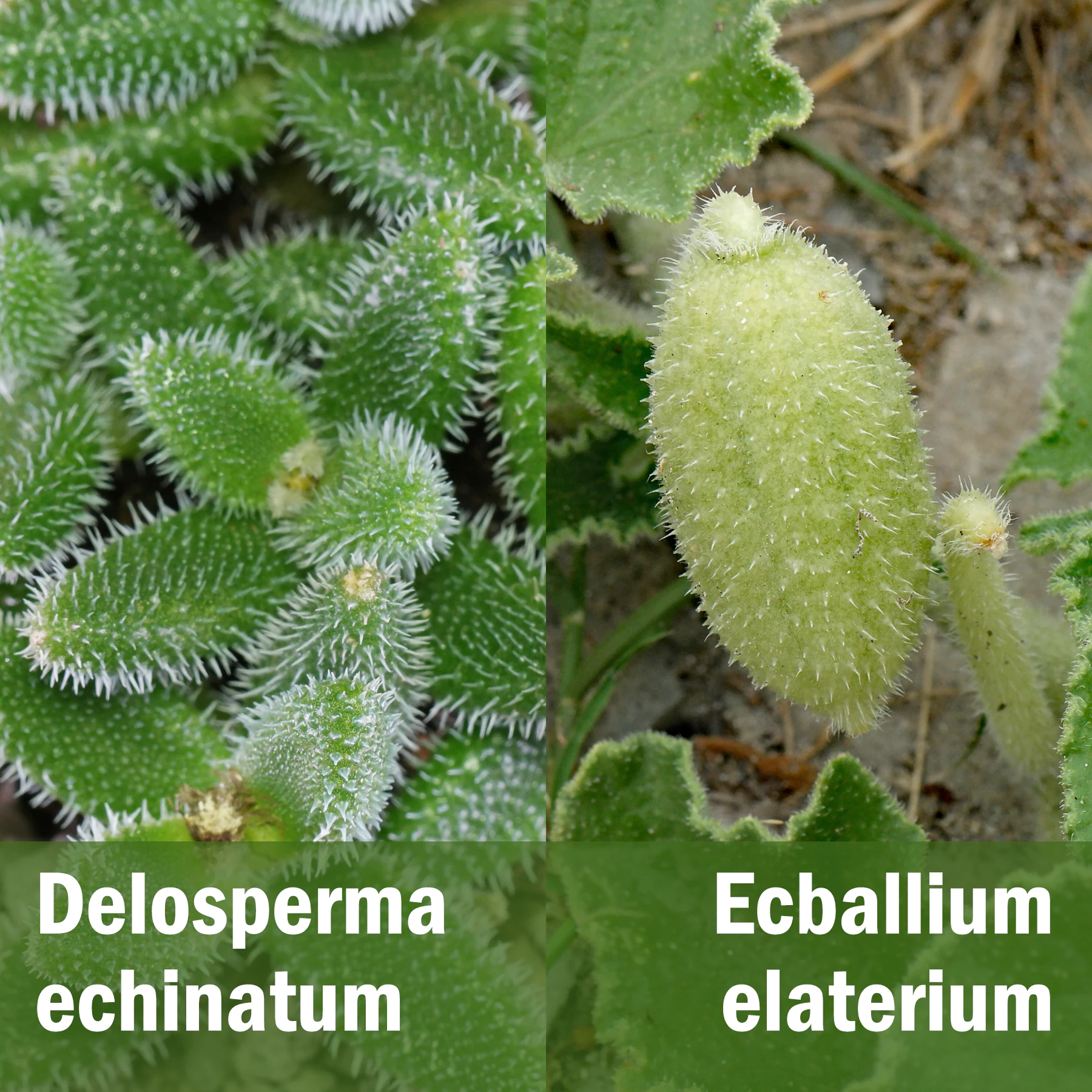 Delosperma echinatum Ecballium elaterium
