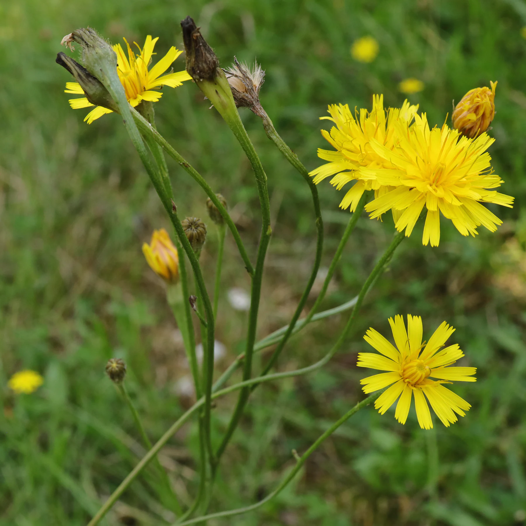 Scorzoneroides autumnalis