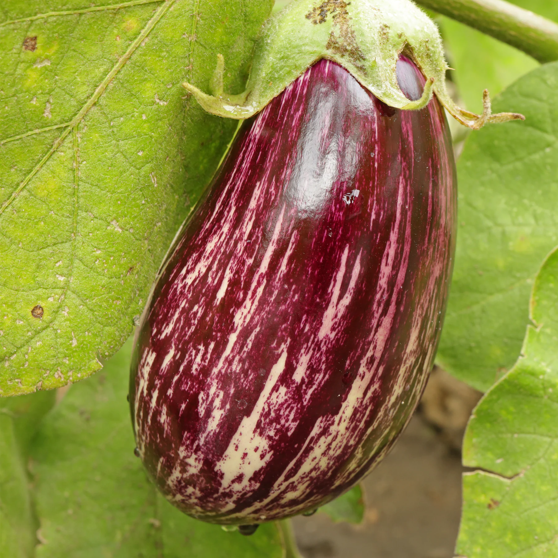 aubergine Lucilla