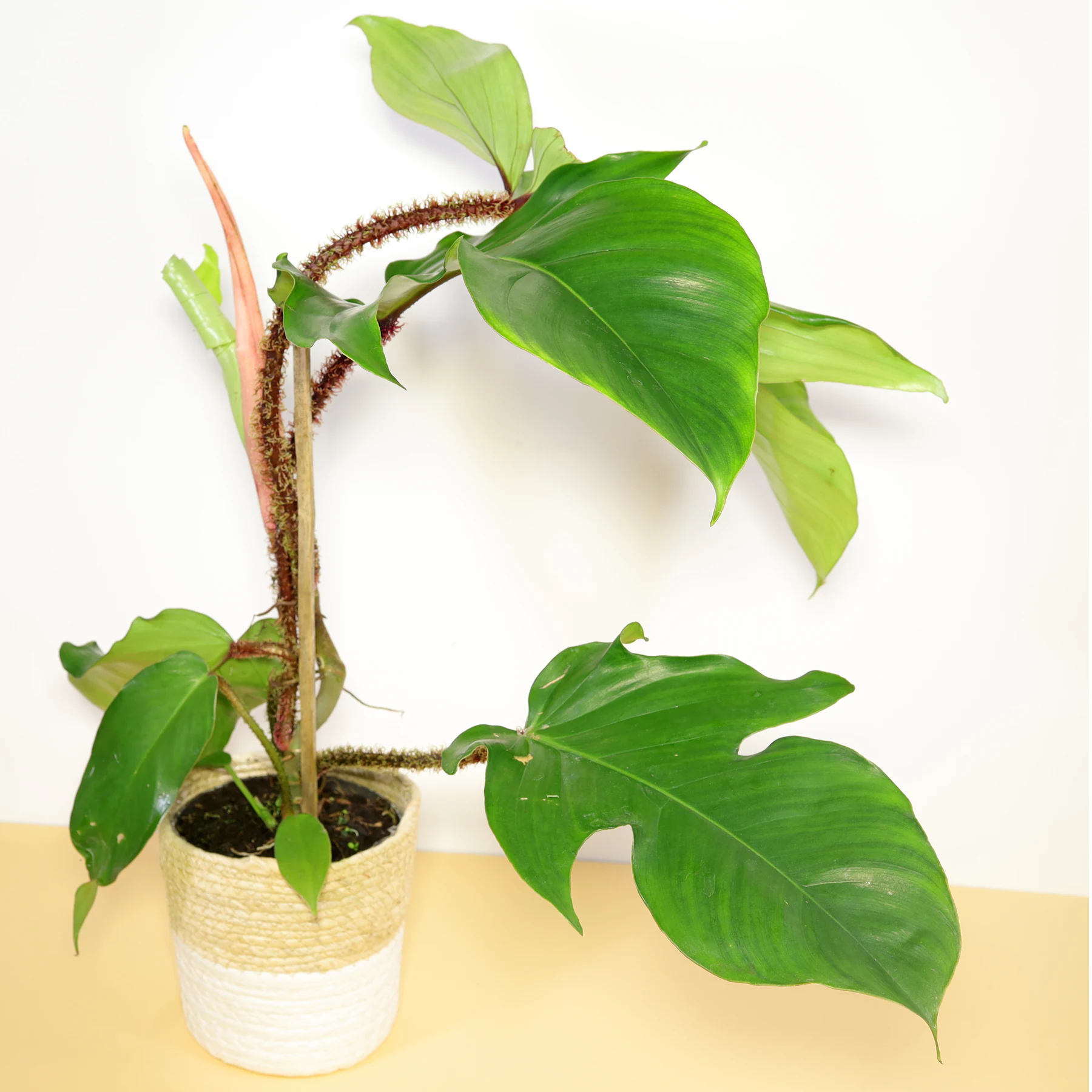 Red Bristled Philodendron