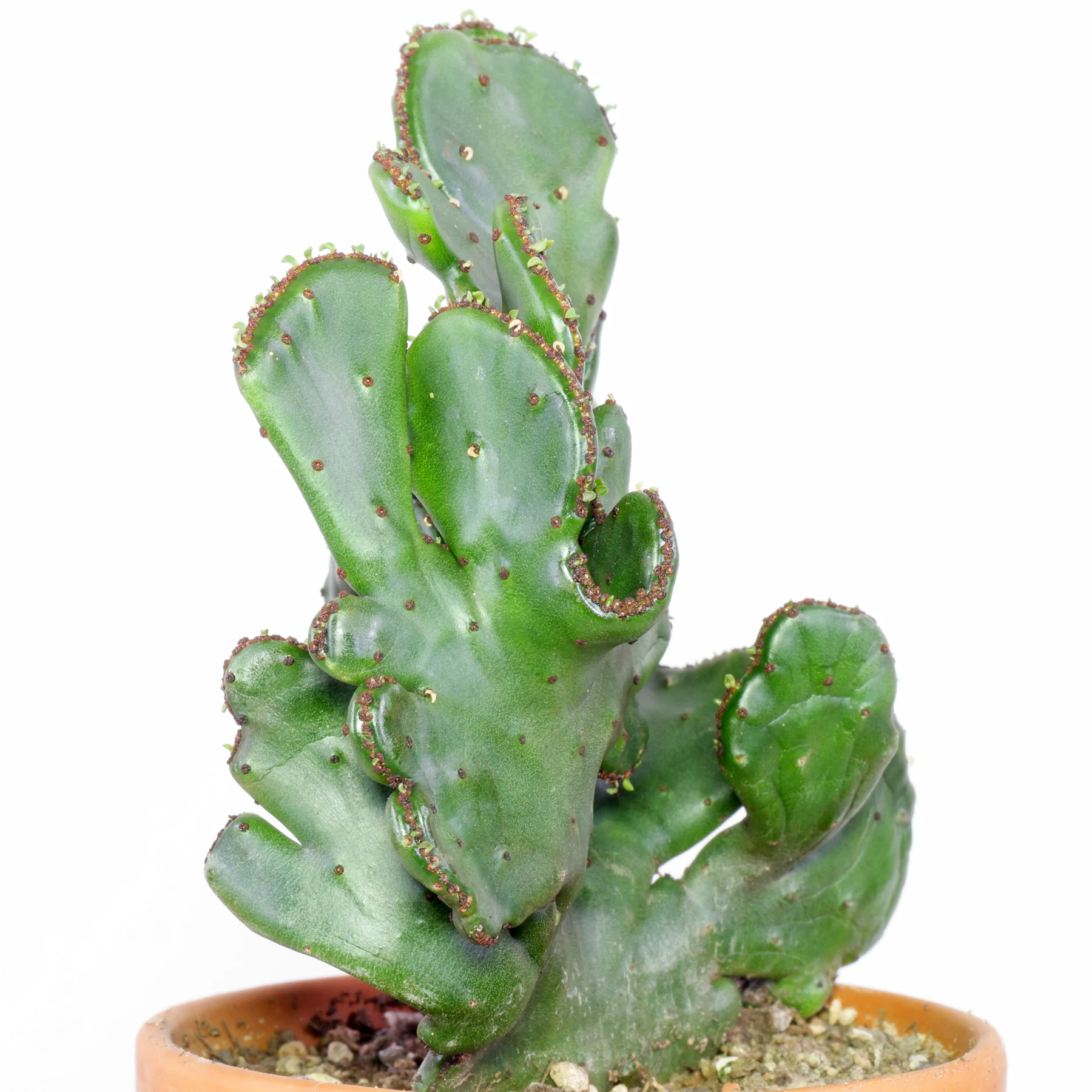 Euphorbia alluaudii Cristata