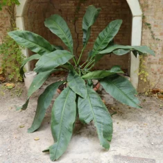 Anthurium coriaceum