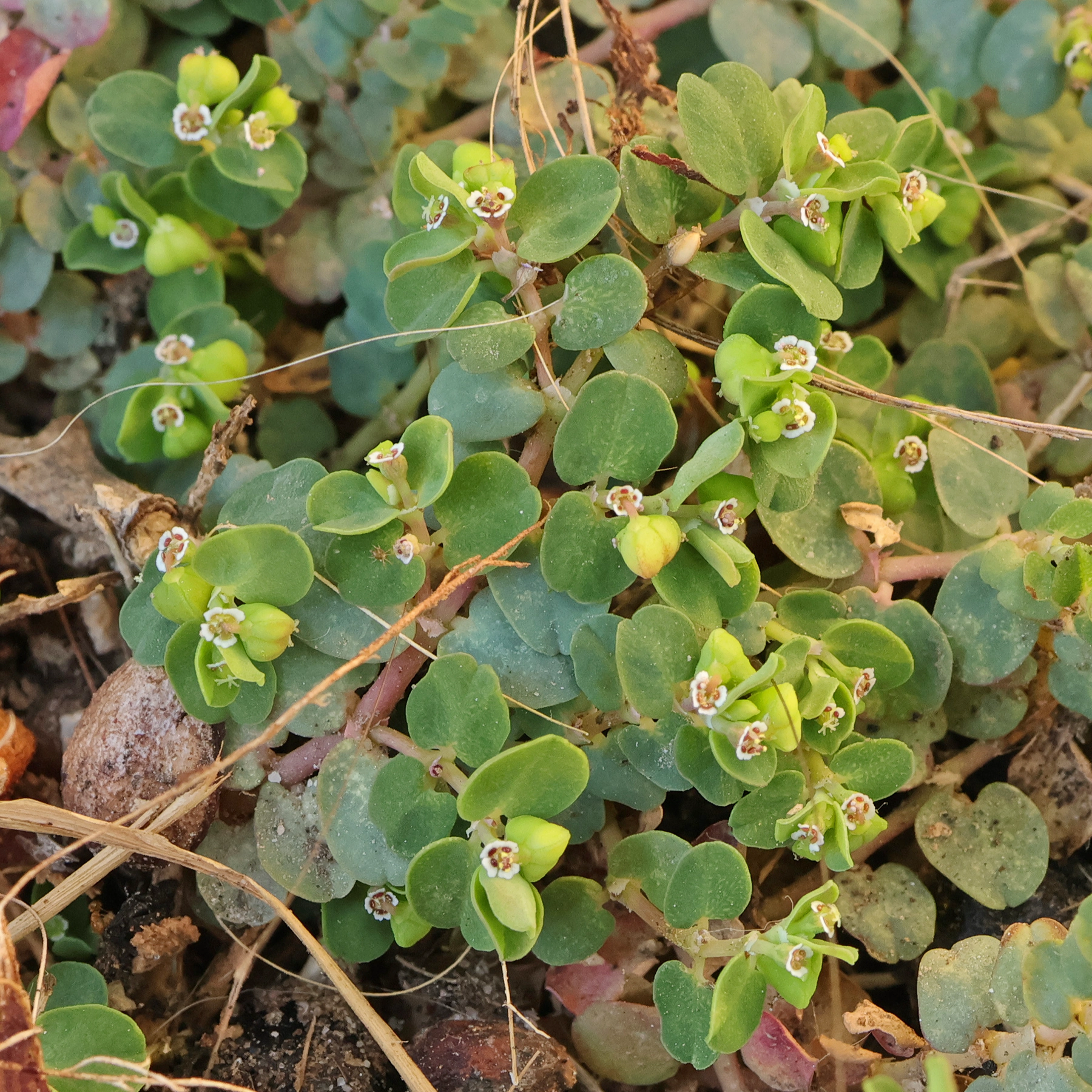 Euphorbia serpens