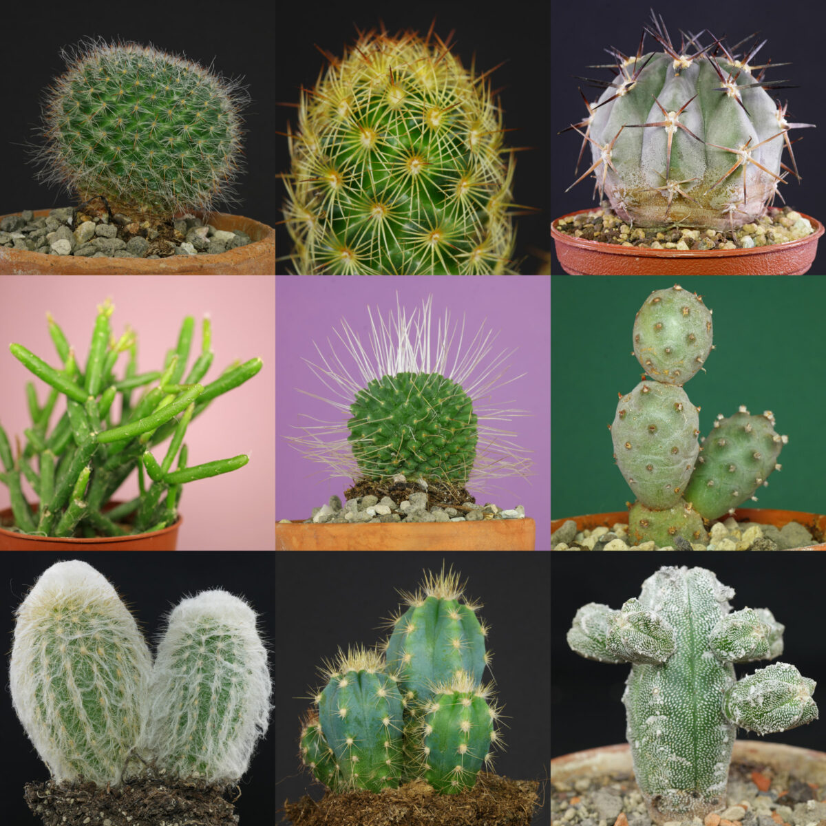 Identifier les cactus