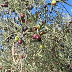 Olea europaea
