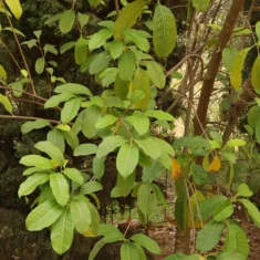 Olea paniculata