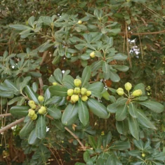 Pittosporum tobira