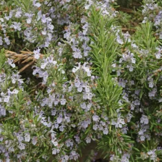 Salvia rosmarinus