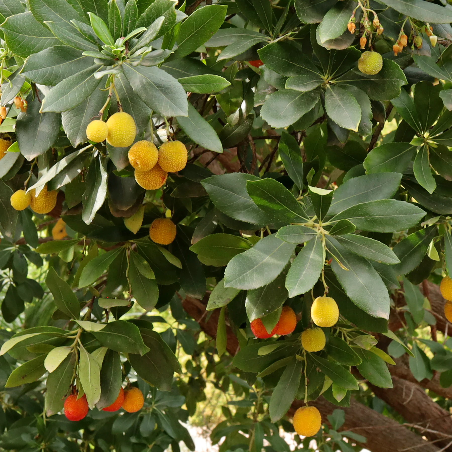 fruits de Arbutus unedo