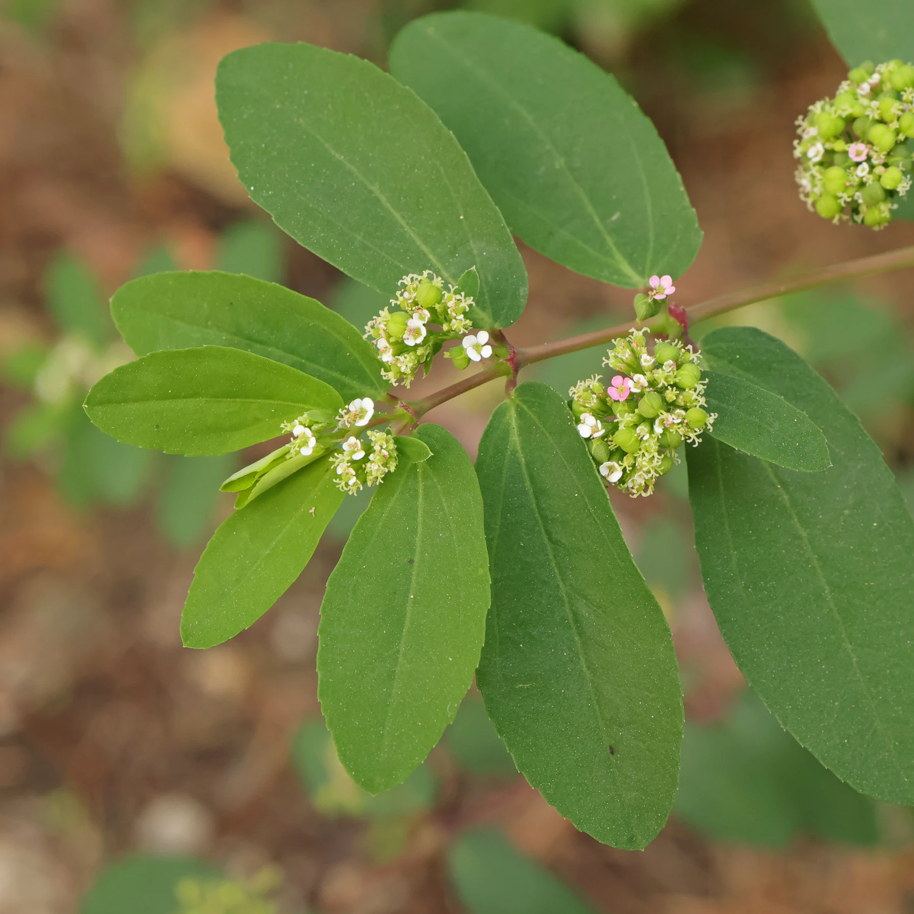 Euphorbia nutans
