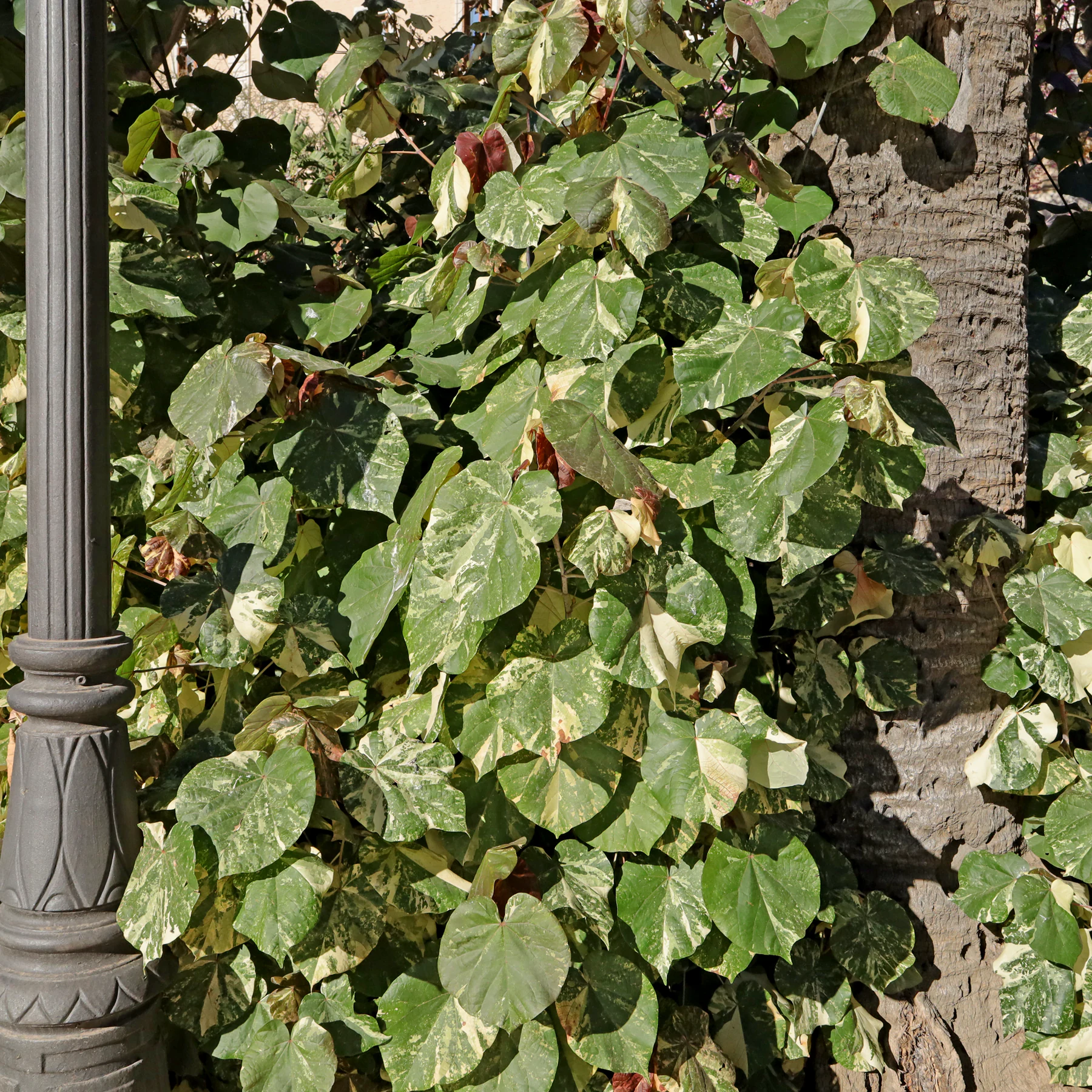 Hibiscus tiliaceus Tricolor