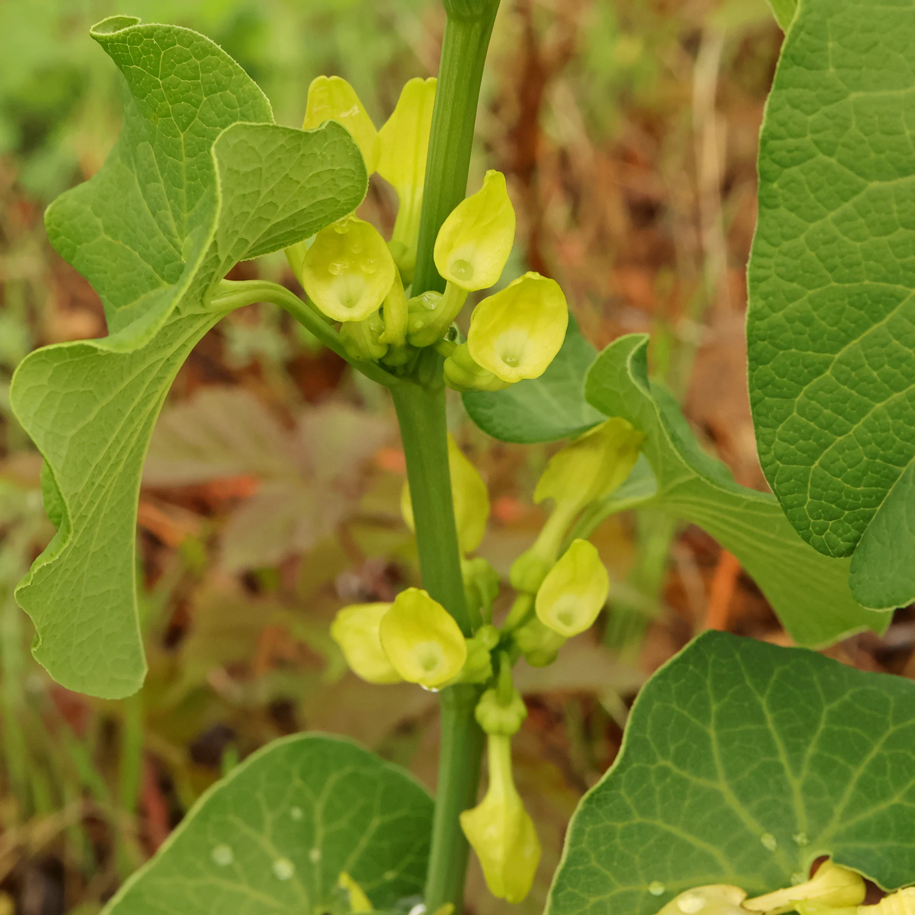 Aristoloche clématite Aristolochia clematitis