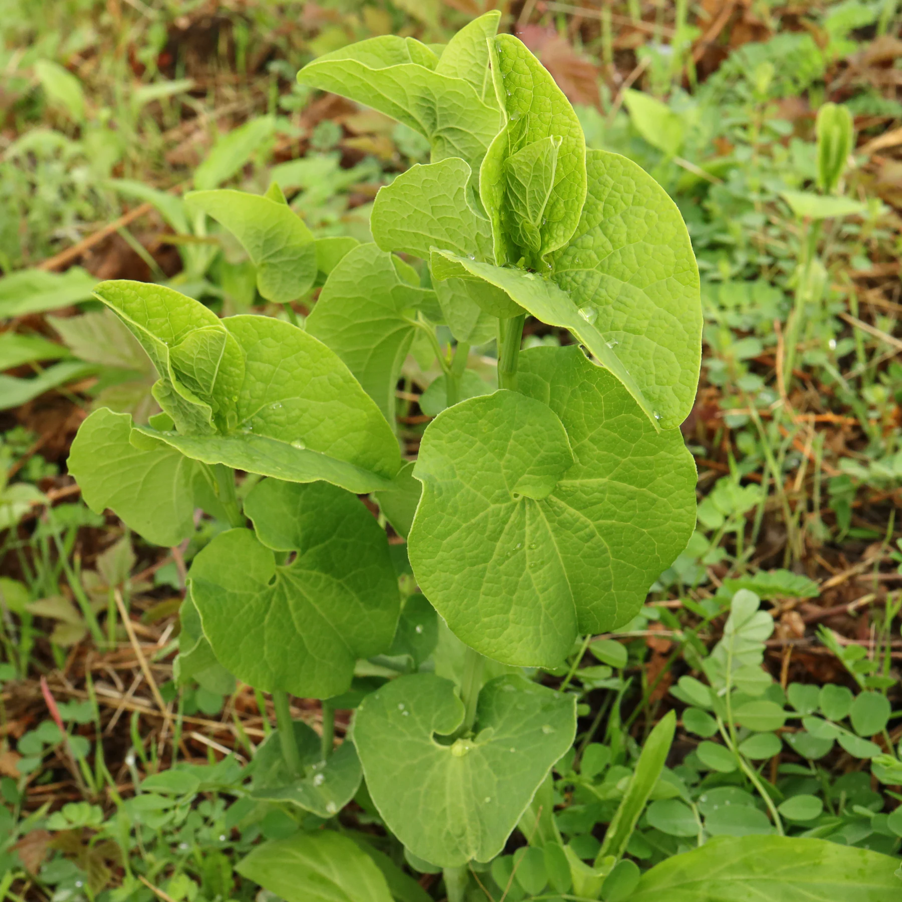 Aristolochia clematitis feuilles