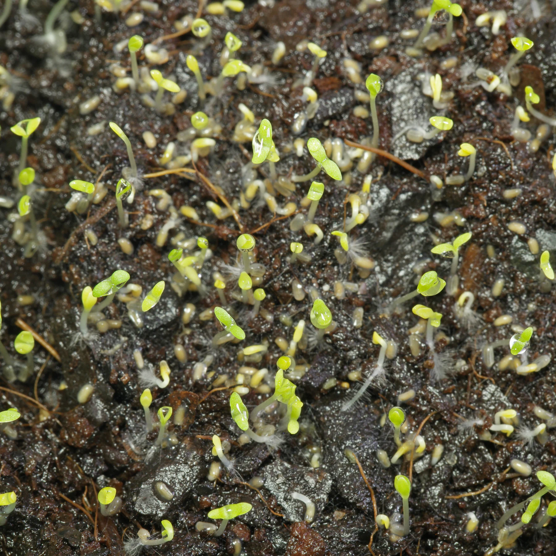 Graines de Matricaire à faire germer