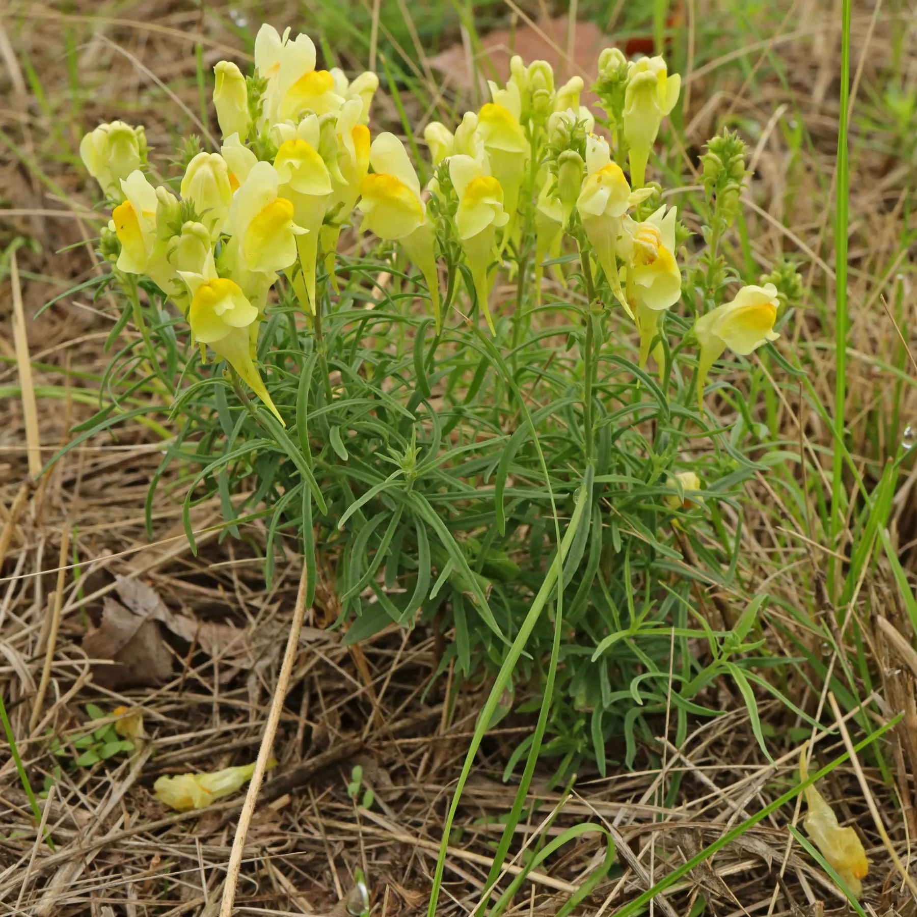 Linaire commune Linaria vulgaris
