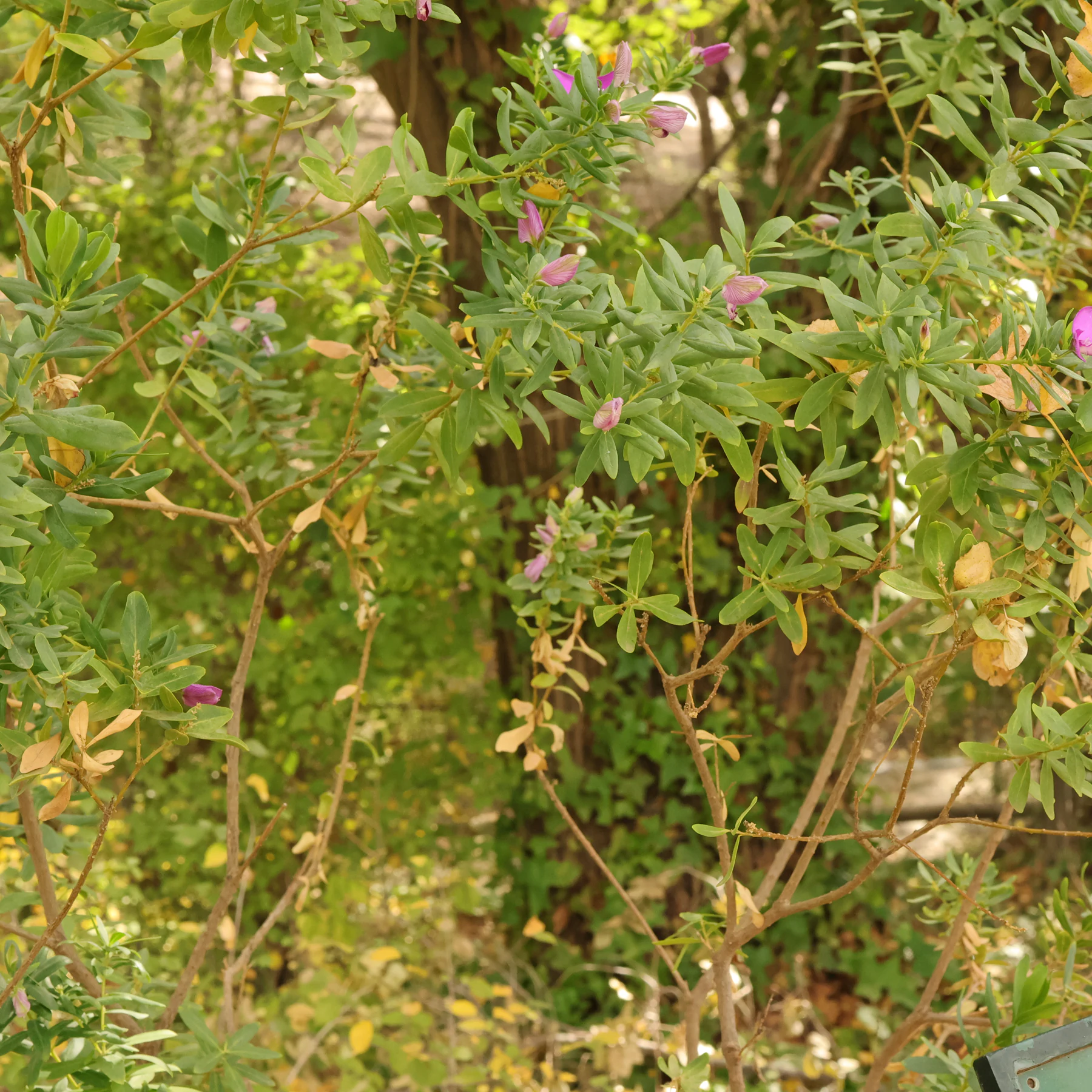 Polygala myrtifolia