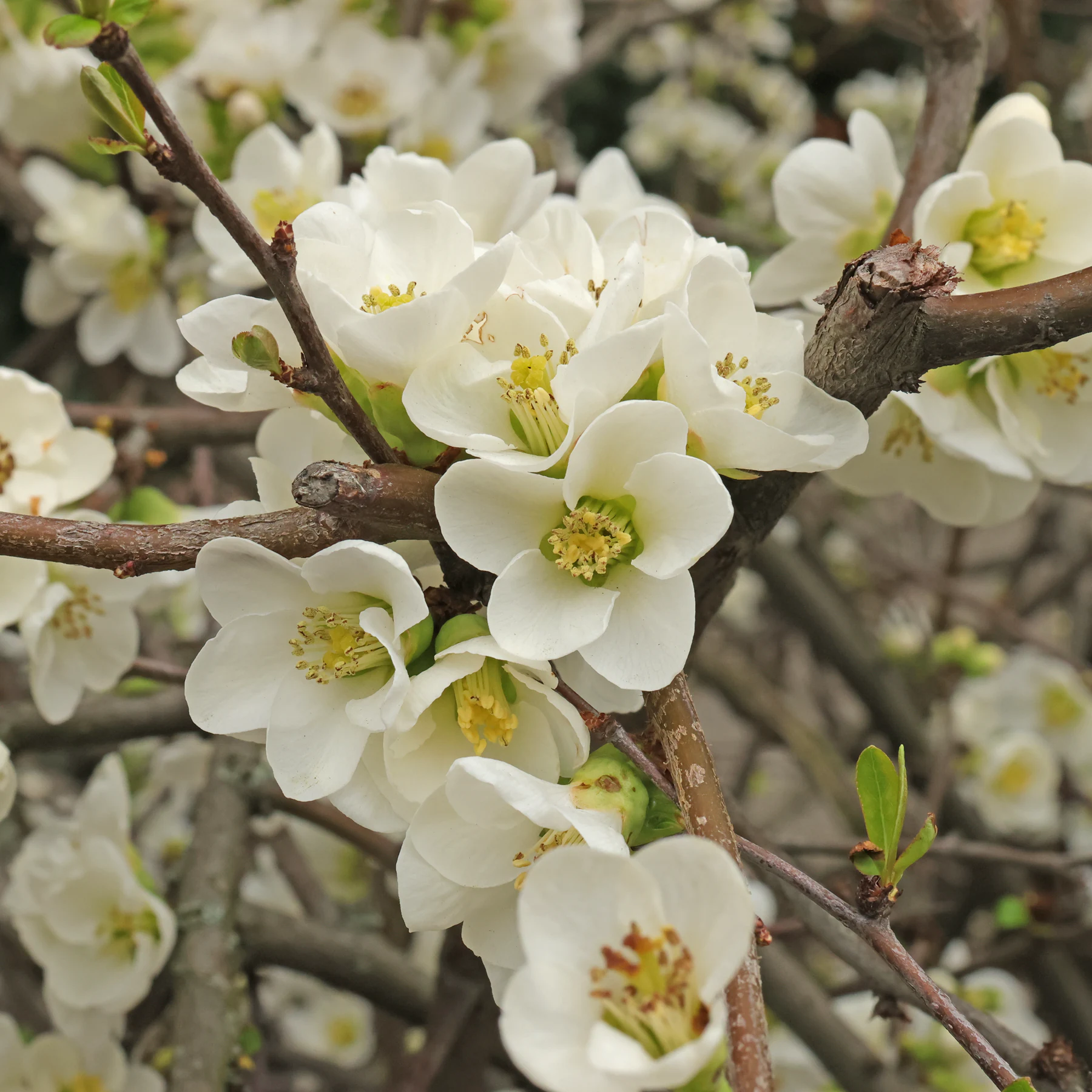 Chaenomeles × superba Jet Fire