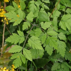 Chaerophyllum temulum