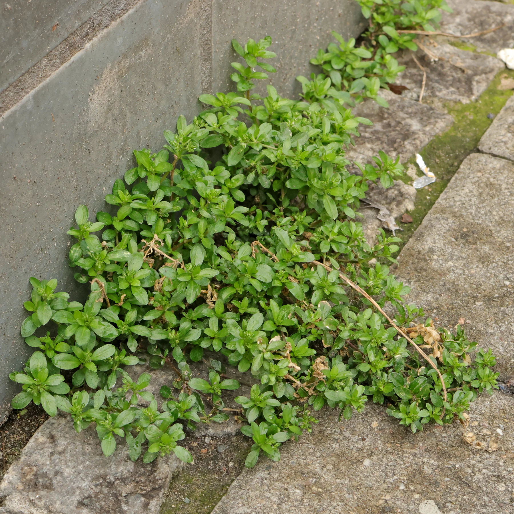 Polycarpon tetraphyllum