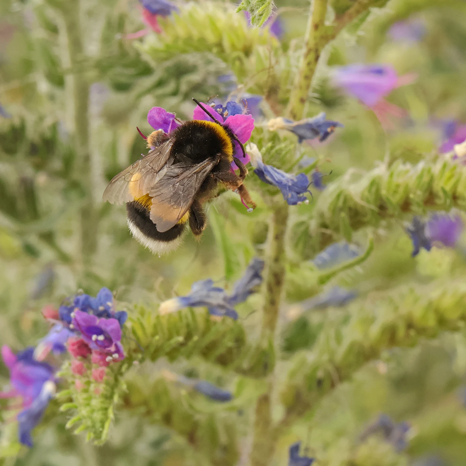 Un bourdon pollinise les fleurs de vipérine commune
