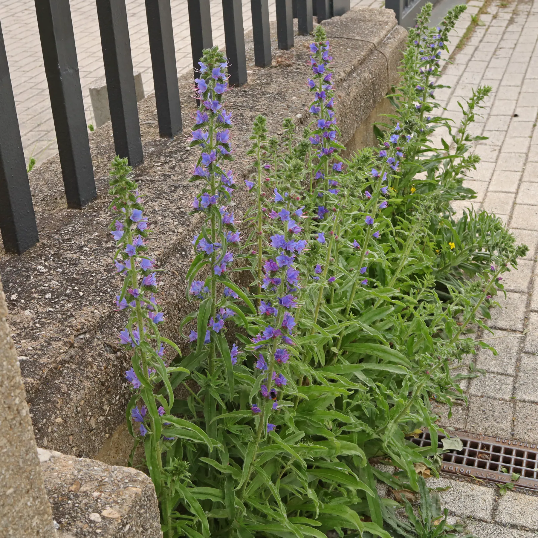 Vipérine commune Echium vulgare