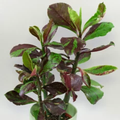 Euphorbia umbellata Rubra