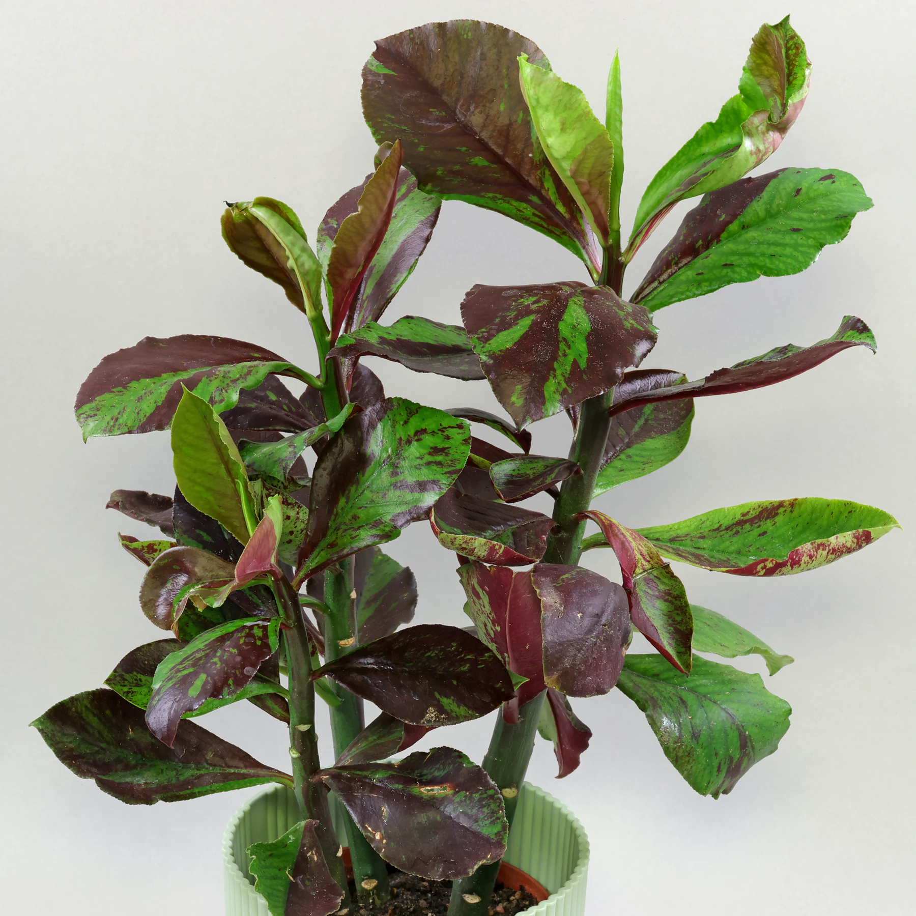 Euphorbia umbellata Rubra
