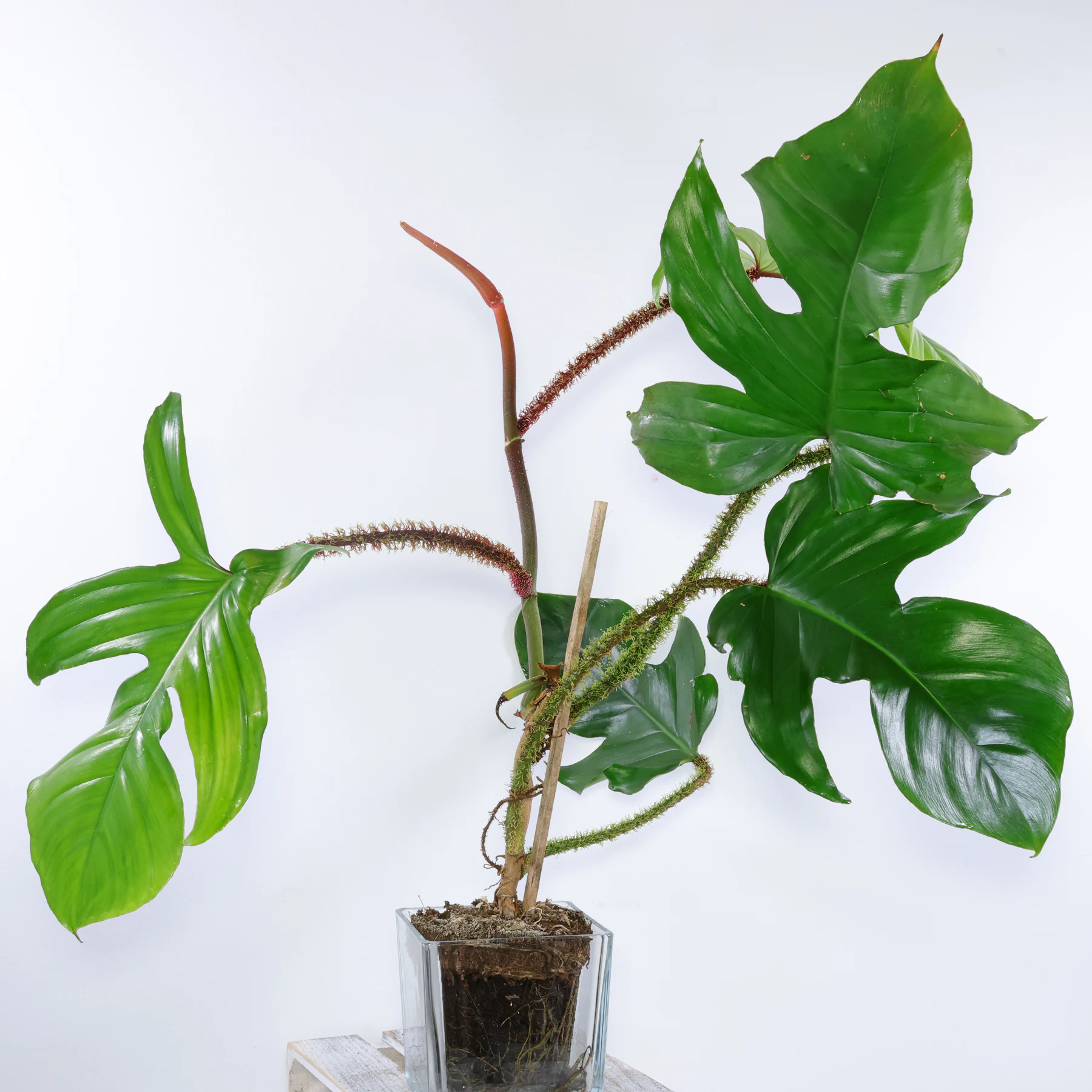 Philodendron squamiferum