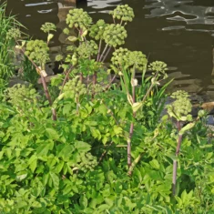 Angelica archangelica