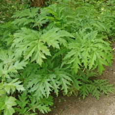 Heracleum mantegazzianum