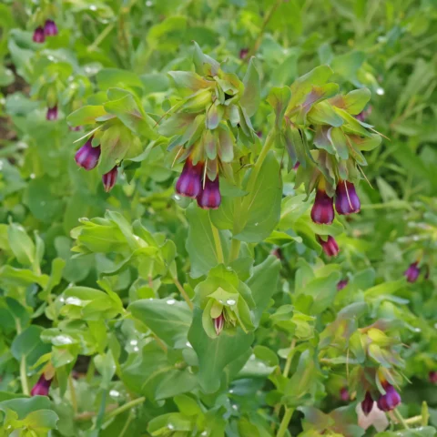 Cerinthe major