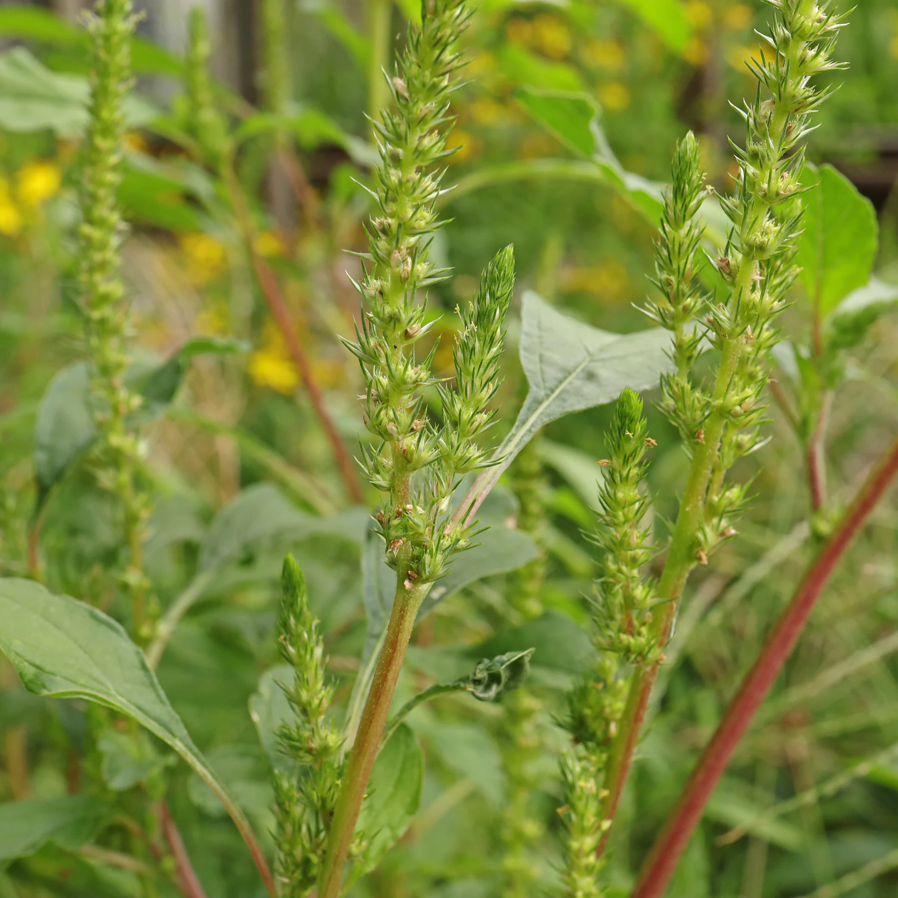 Amaranthus powellii 1