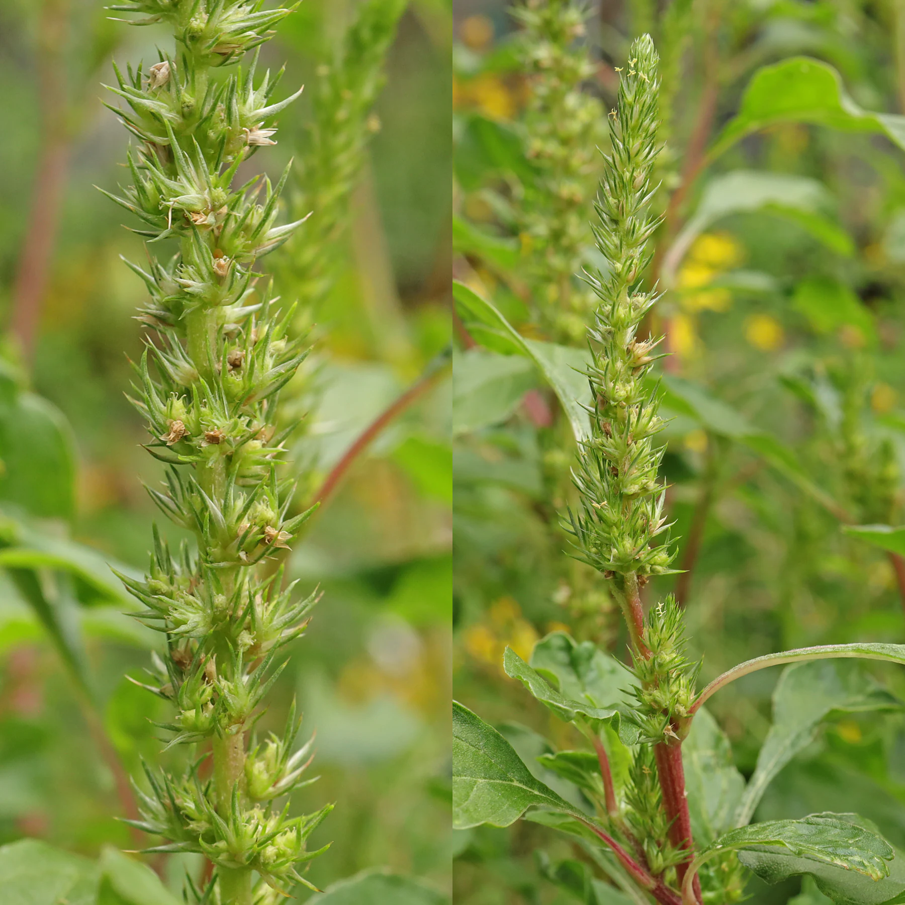 Amaranthus powellii 2