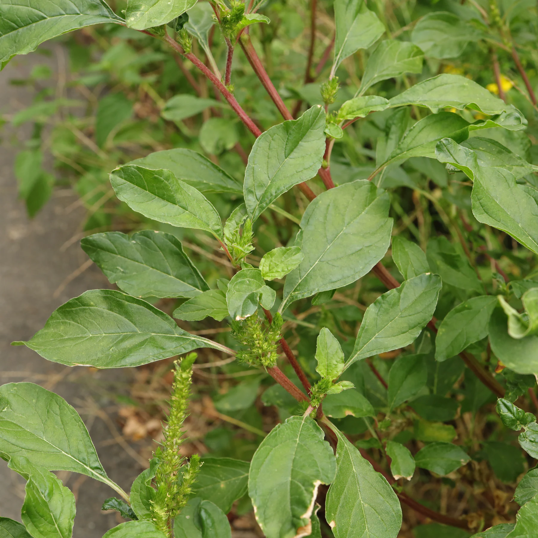 Amaranthus powellii 4