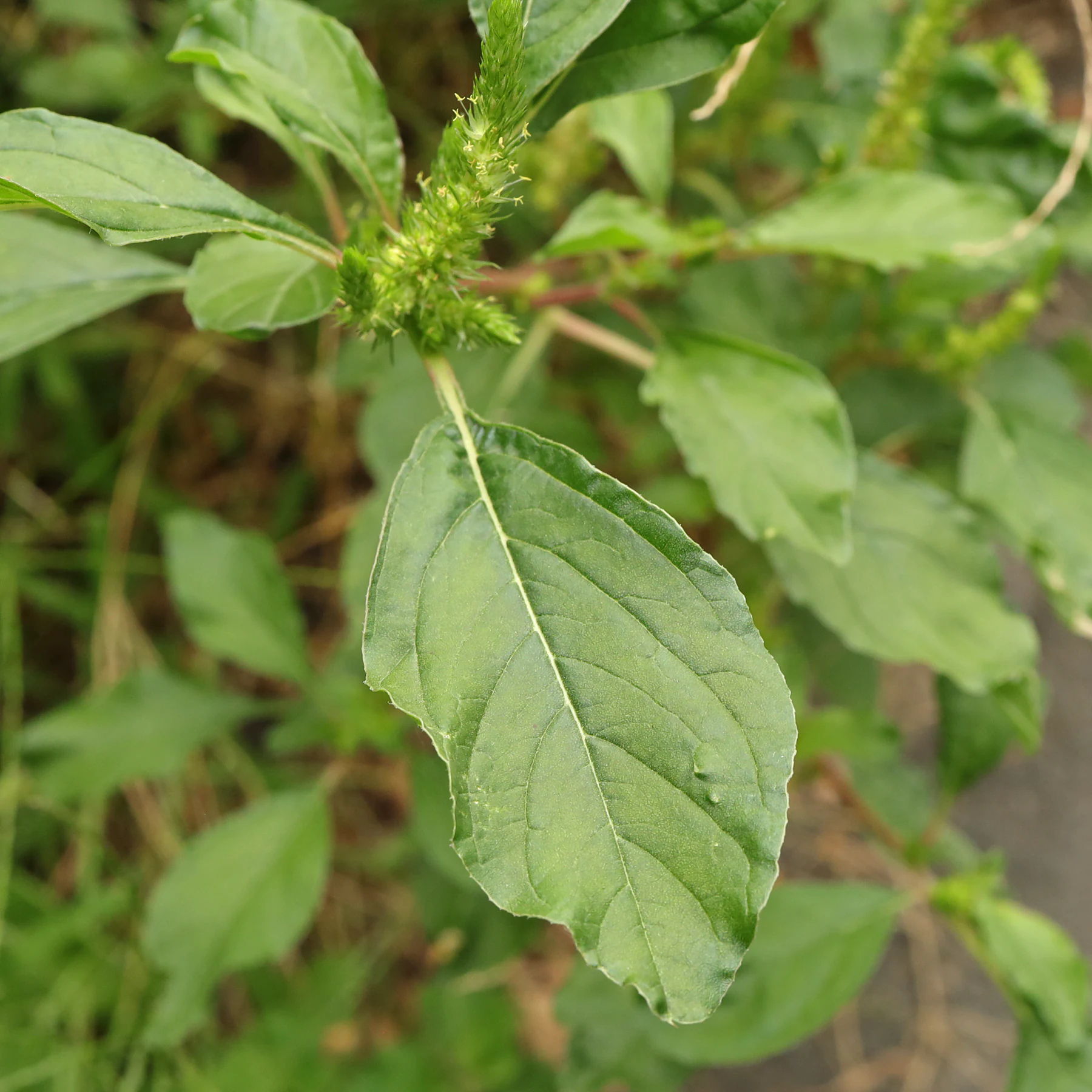 Amaranthus powellii 5