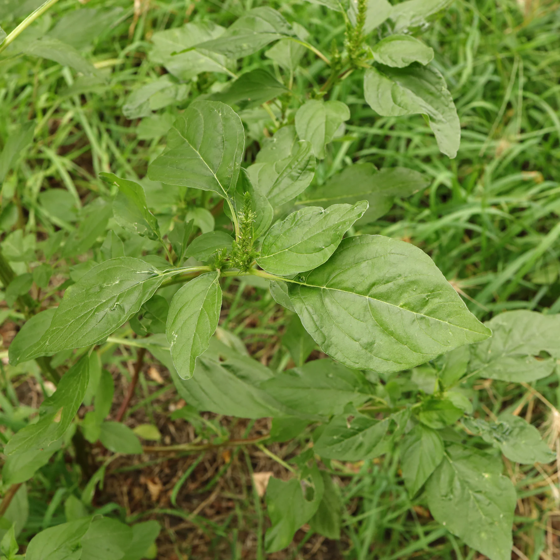 Amaranthus powellii 7