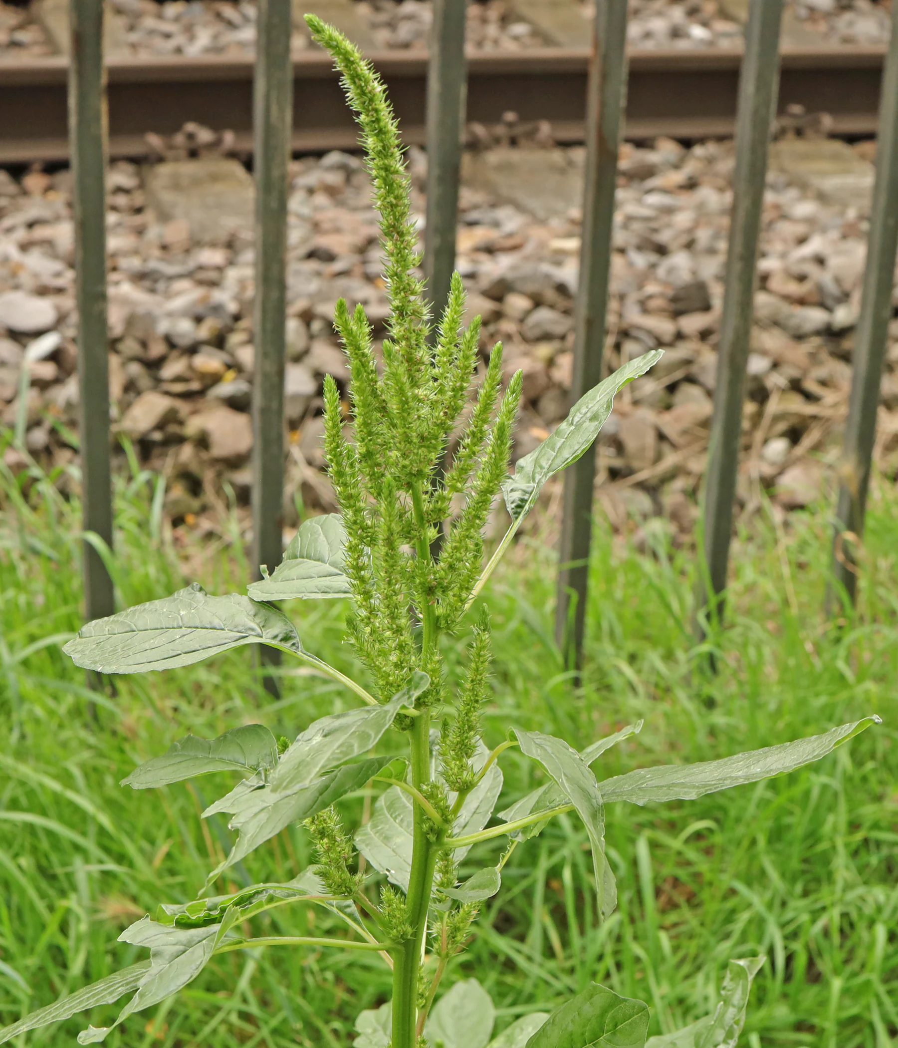 Amaranthus powellii 8