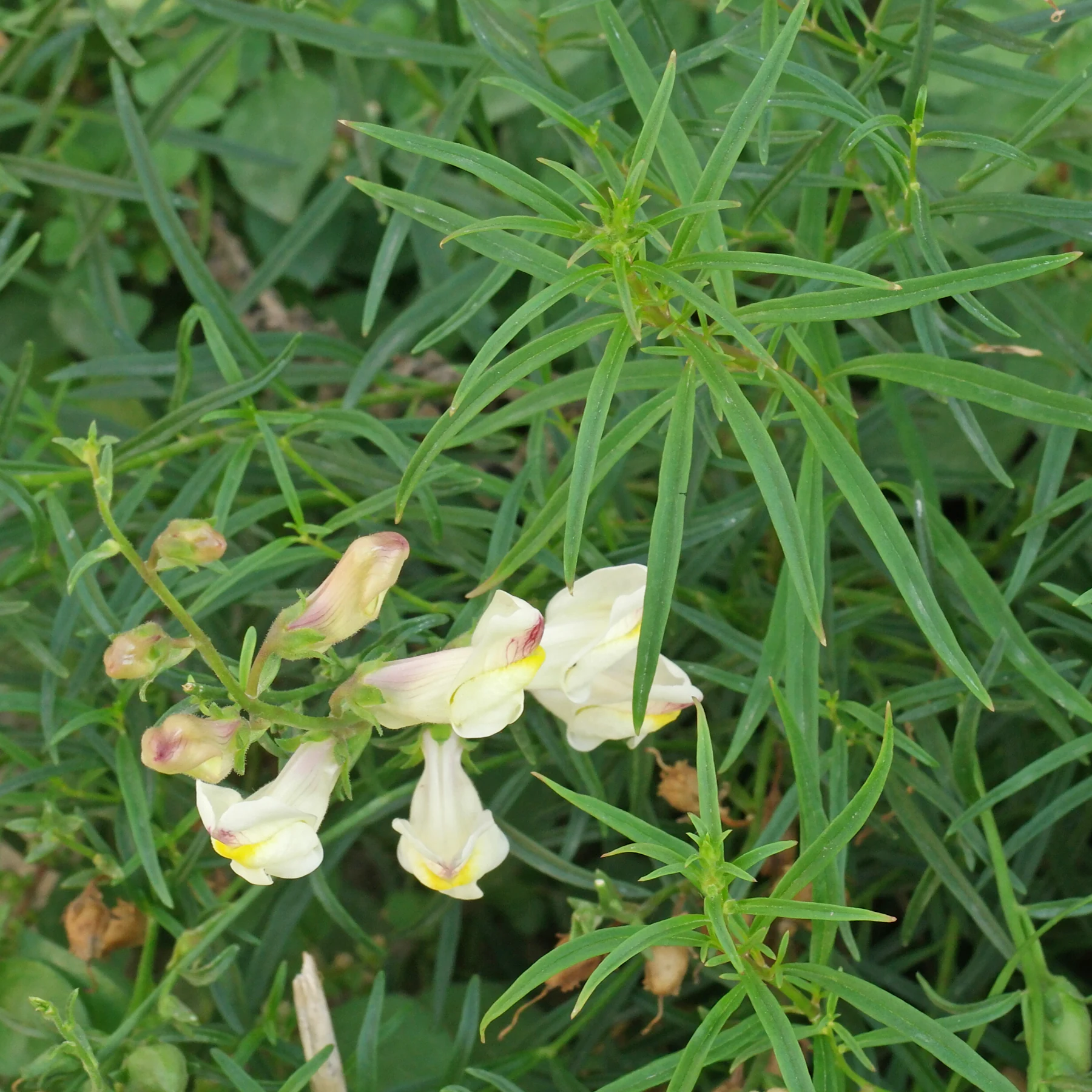 Antirrhinum siculum