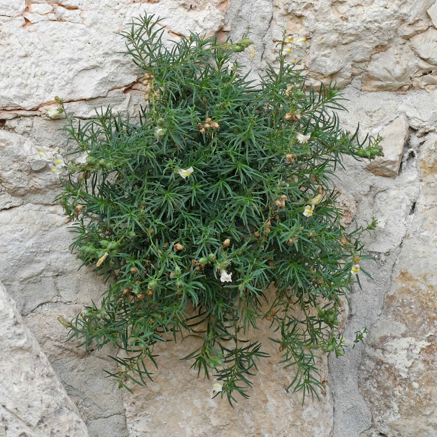 Antirrhinum siculum