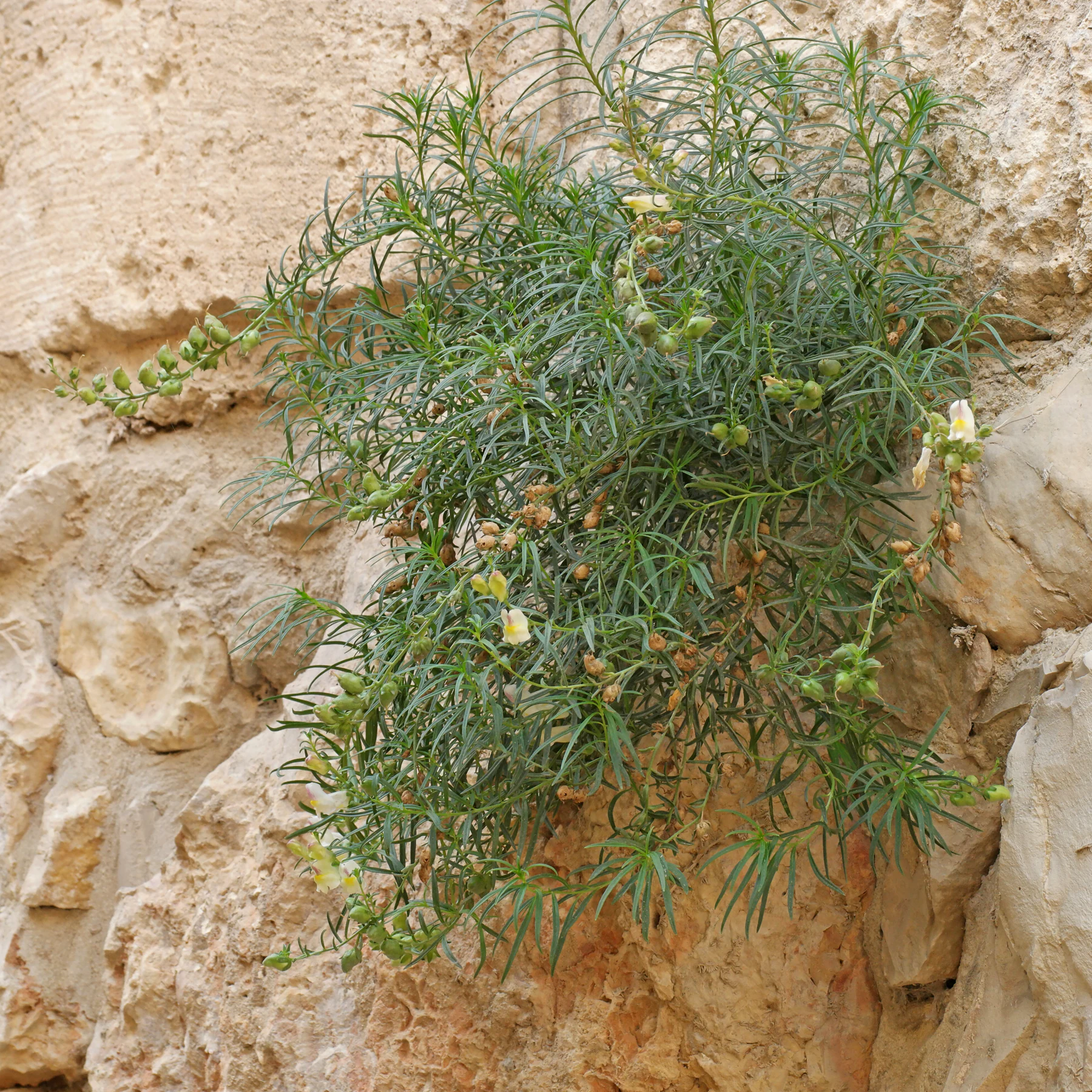 Antirrhinum siculum