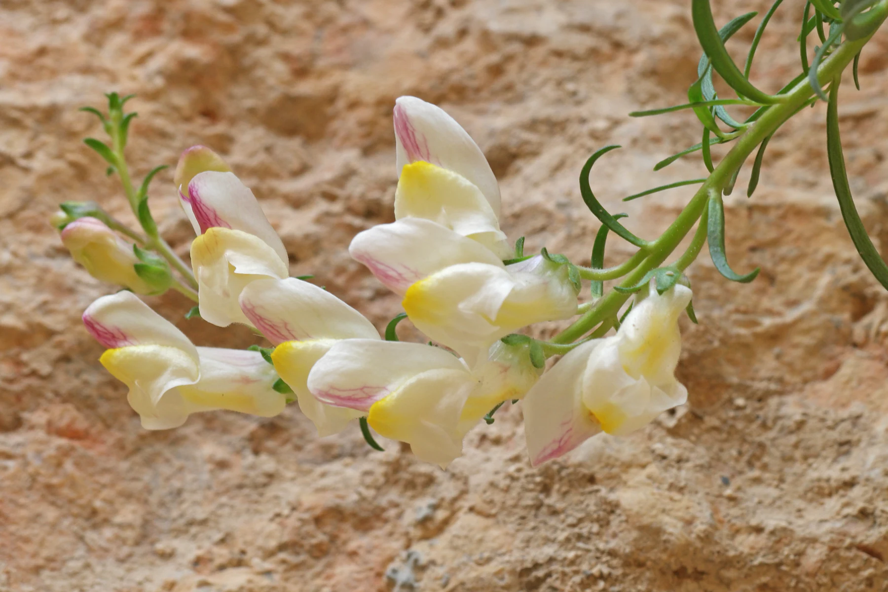 Antirrhinum siculum