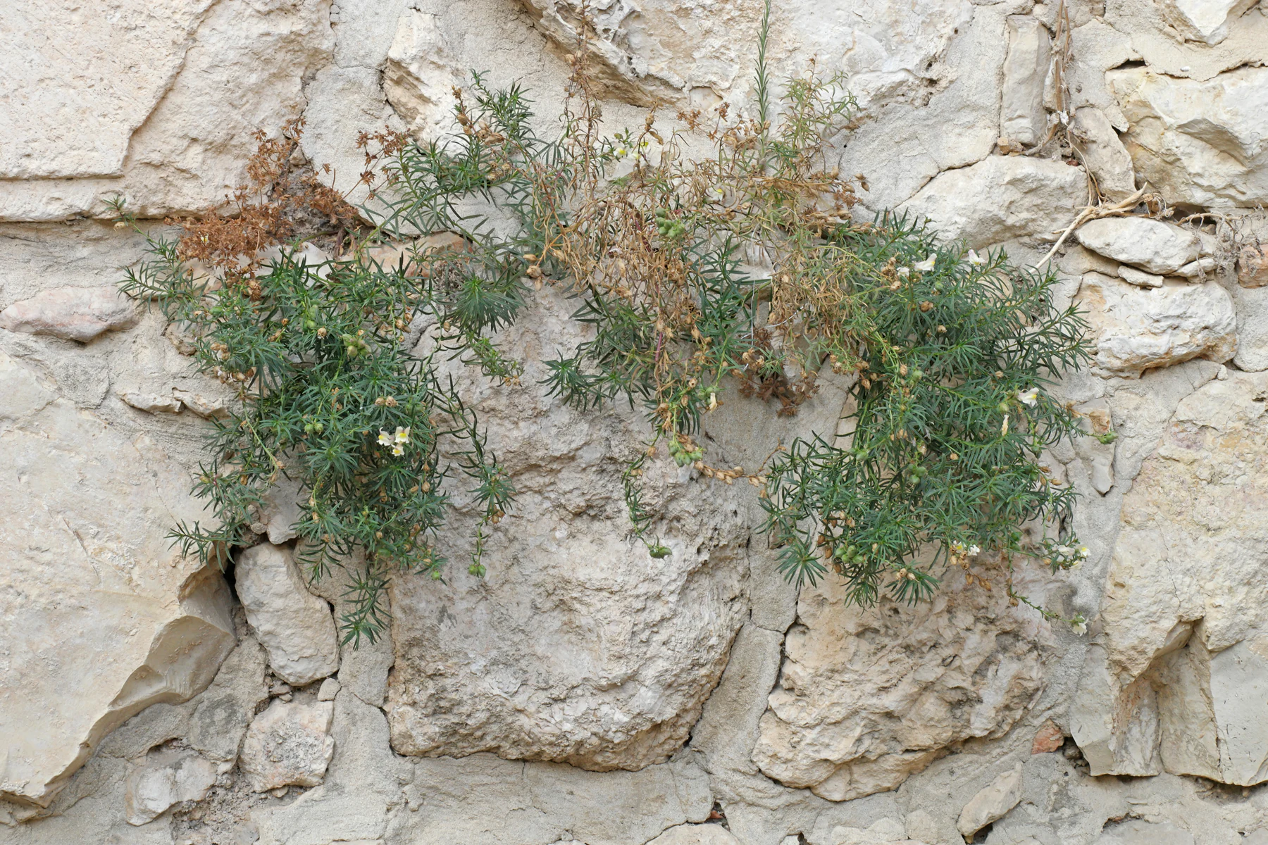 Antirrhinum siculum