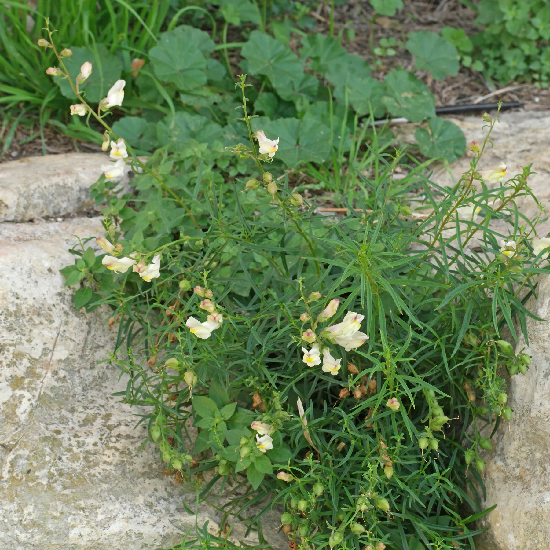 Antirrhinum siculum