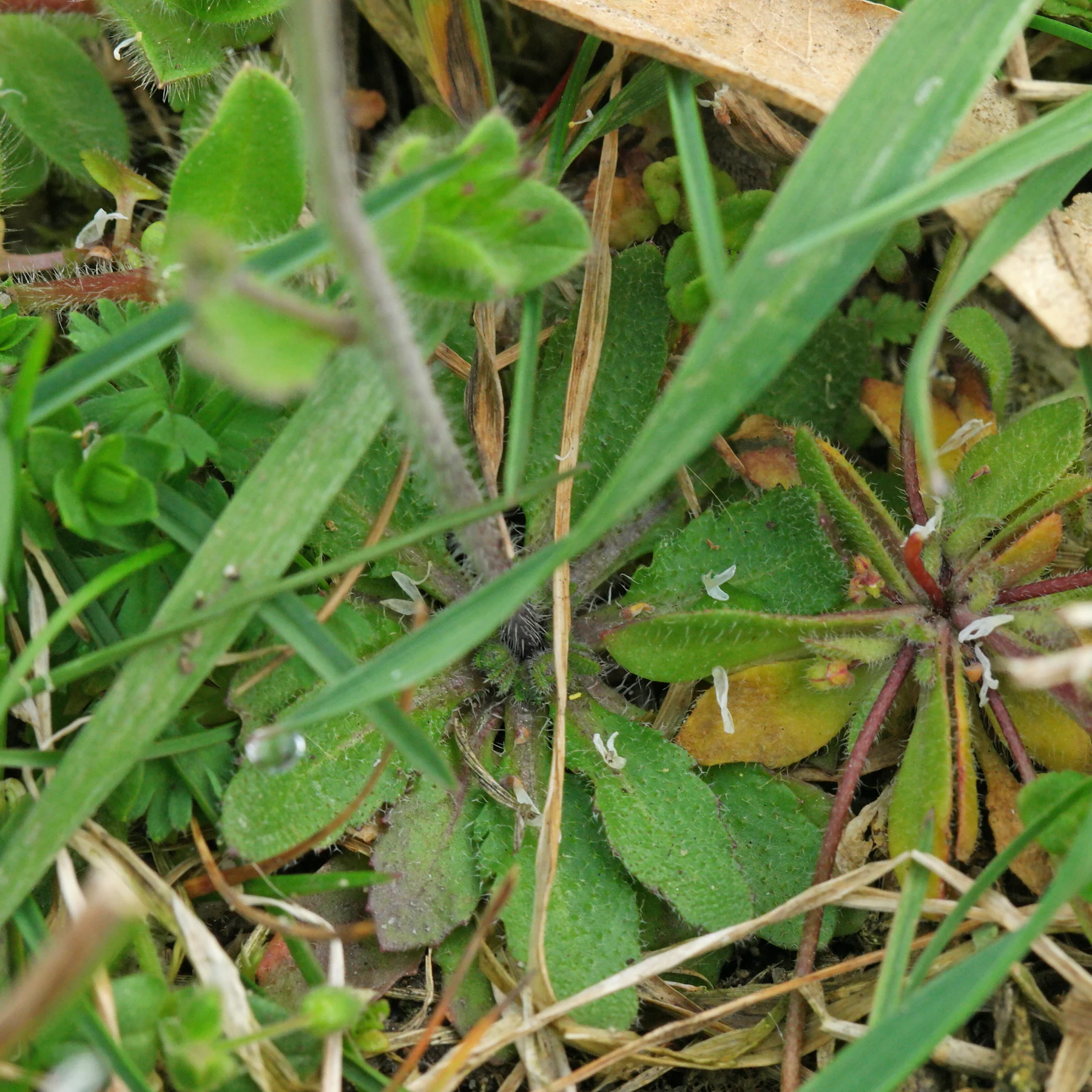Arabette de Thalius (Arabidopsis thaliána) du gazon