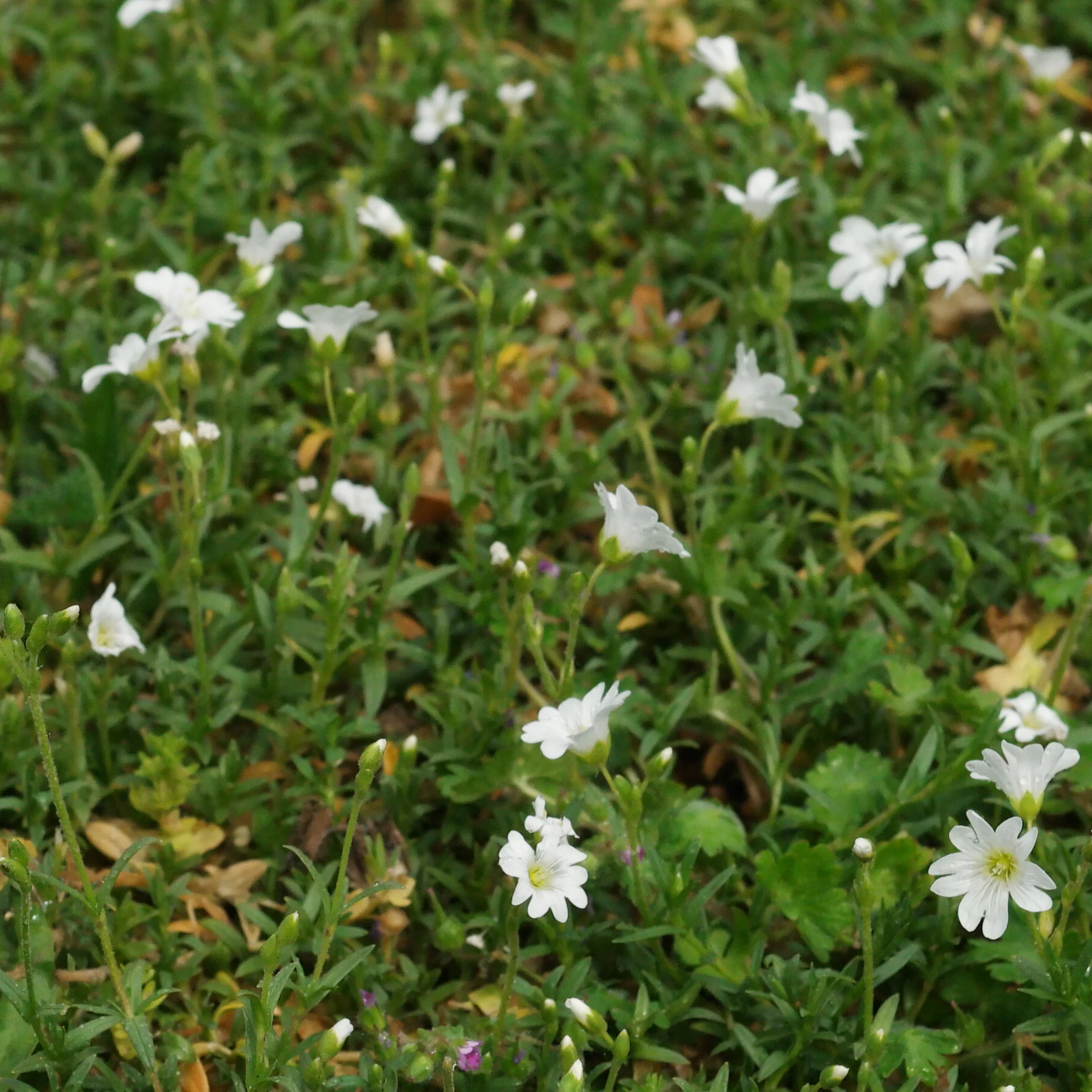 Céraiste des champs (Cerastium arvense) du gazon