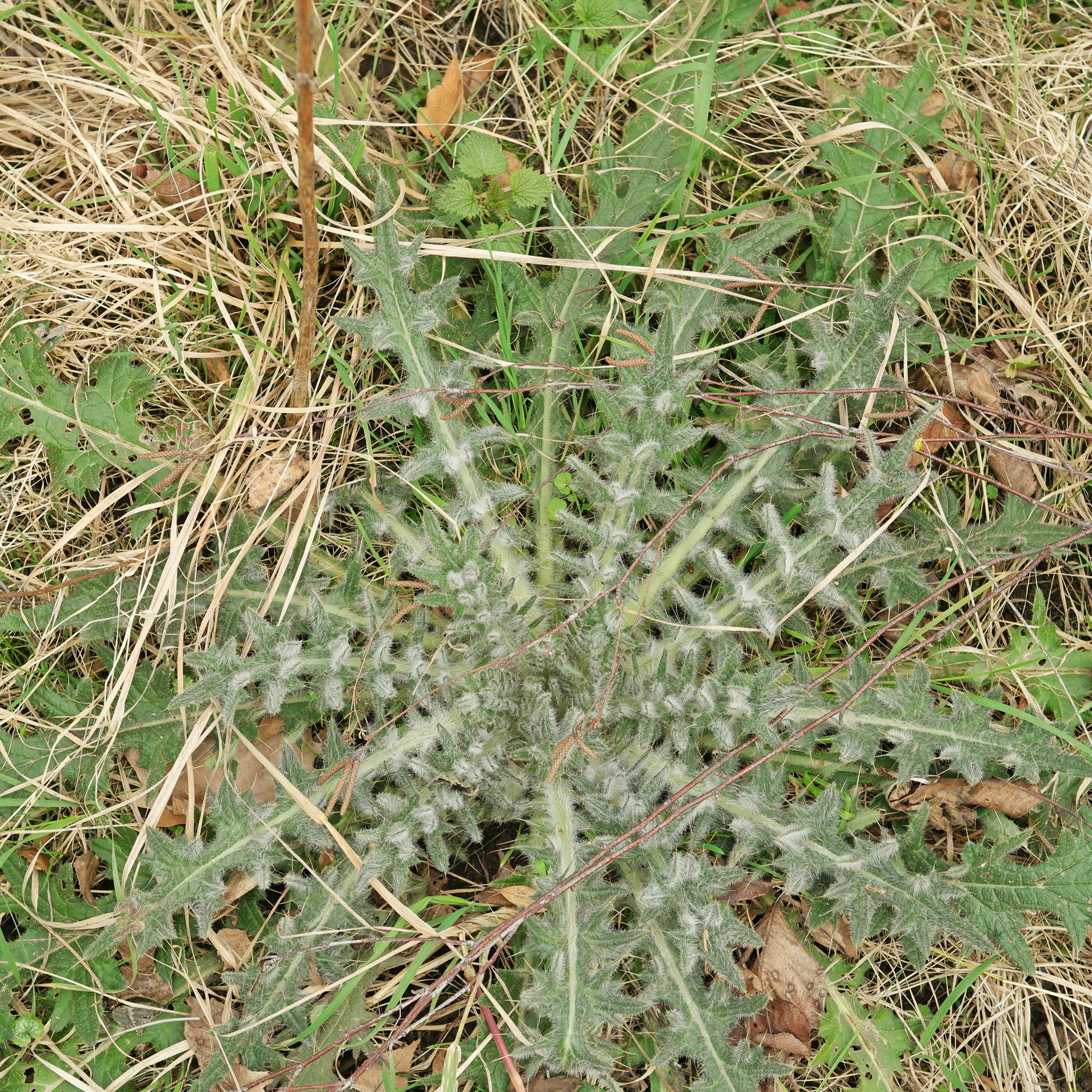 Cirse commun (Cirsium vulgare) du gazon